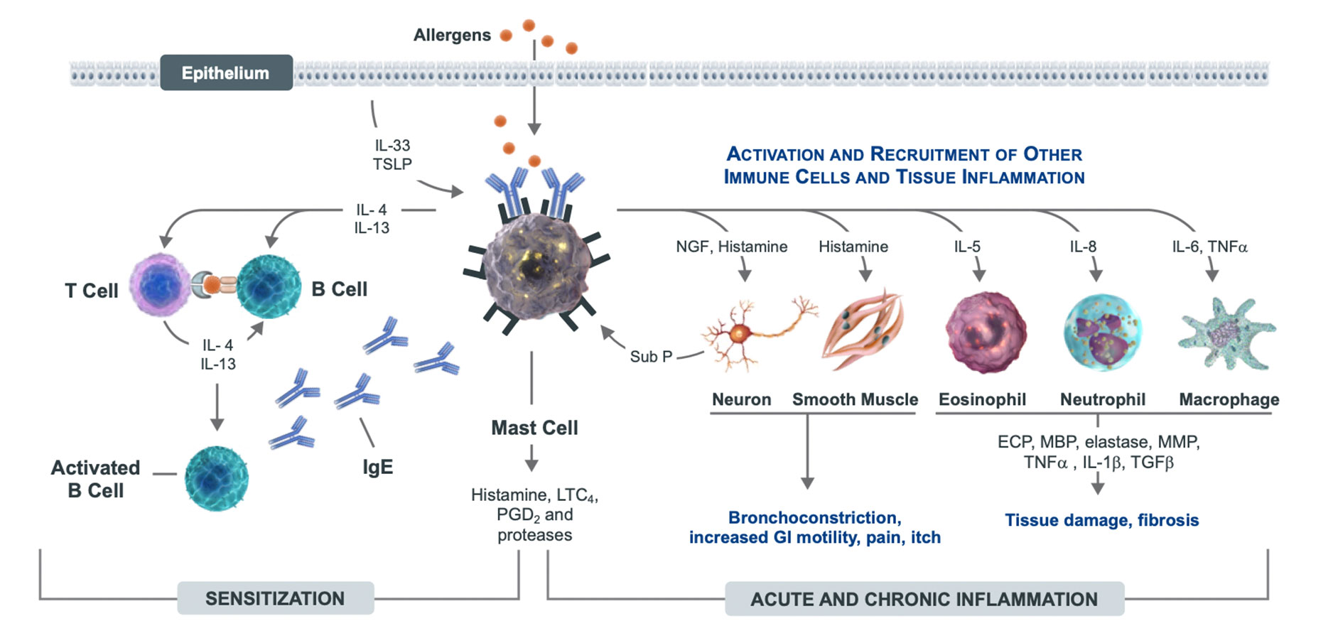 Siglec-8 | Mast cells | Eosinophils cells | Allakos